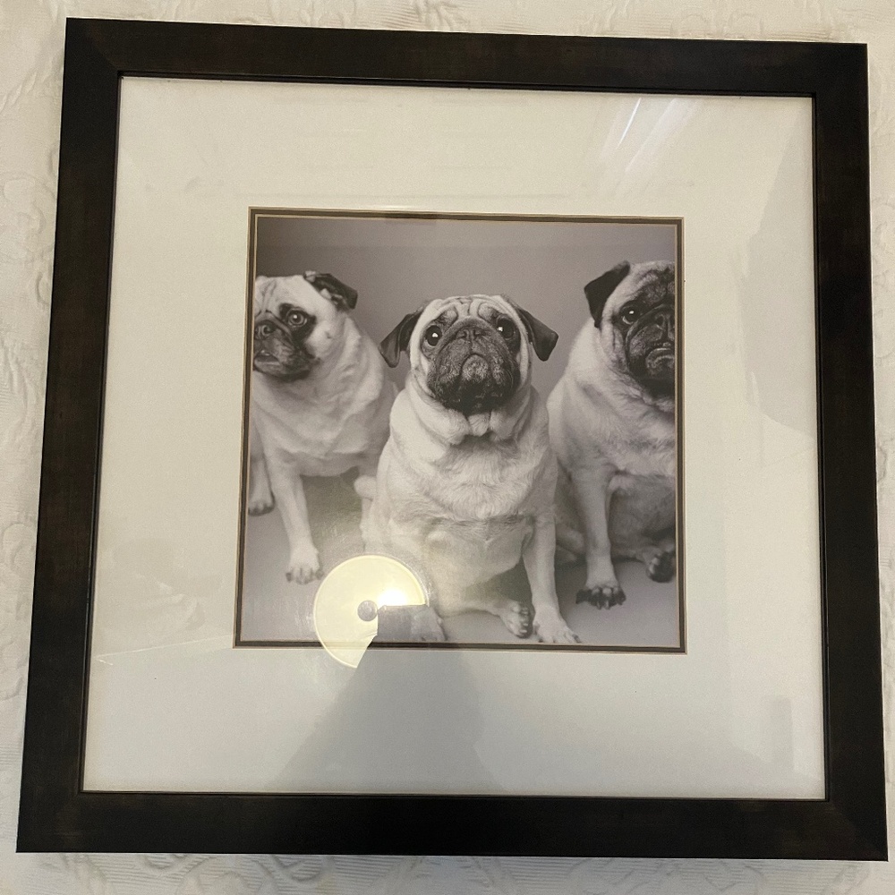 22 x 22” pug picture dark wood frame metal wire